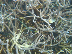 Fistularia commersonii