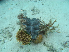 Tridacninae