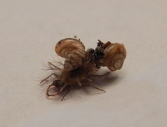 Leucochrysa insularis