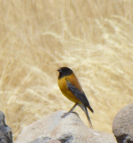 Phrygilus atriceps