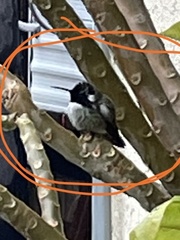 Calypte costae