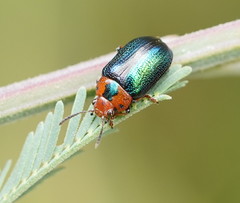 Calomela curtisi