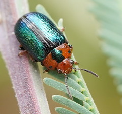Calomela curtisi