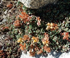 Sedum obtusatum
