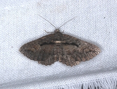 Chrysolarentia plagiocausta