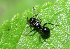 Polyrhachis clio
