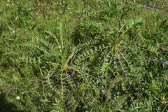 Astragalus macrocarpus