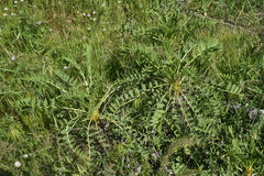 Astragalus macrocarpus