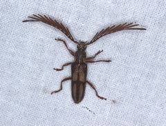 Piesarthrius marginellus