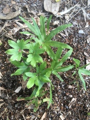Lygodium japonicum