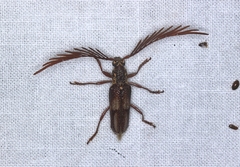 Piesarthrius marginellus