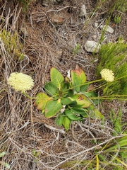 Hermas villosa