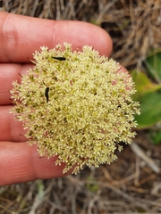 Hermas villosa