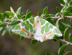 Chlorodes boisduvalaria