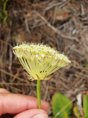 Hermas villosa