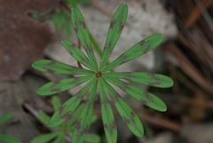 Ionoxalis