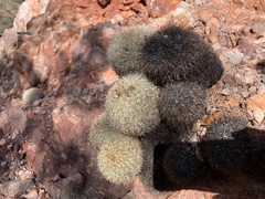 Coryphantha recurvata recurvata
