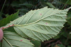 Rubus leptothyrsos