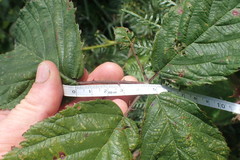 Rubus leptothyrsos