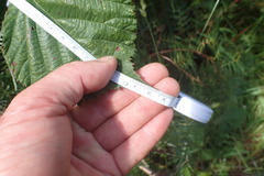 Rubus leptothyrsos