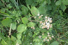 Rubus leptothyrsos