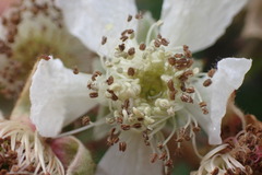 Rubus leptothyrsos