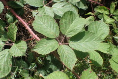 Rubus leptothyrsos