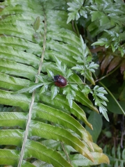 Cyrtonota poecilaspoides