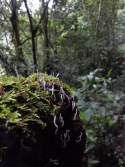 Xylaria multiplex