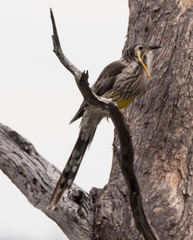 Anthochaera paradoxa