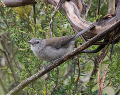 Colluricincla harmonica strigata