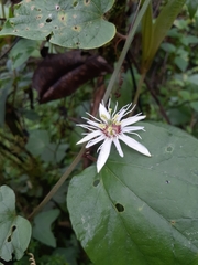 Passiflora cisnana