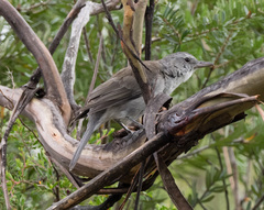 Colluricincla harmonica strigata