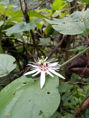 Passiflora cisnana