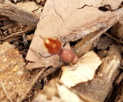 Ephutomorpha ferruginata