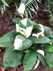 Spathiphyllum wallisii