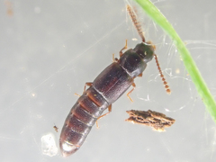 Osoriinae