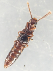 Osoriinae