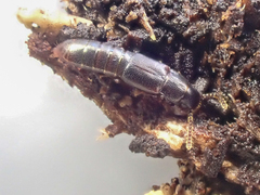 Osoriinae