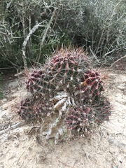 Hamatocactus