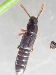 Osoriinae