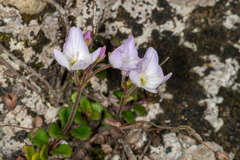 Veronica hookeriana