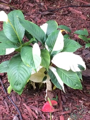 Spathiphyllum wallisii