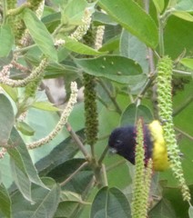 Spinus xanthogastrus