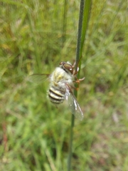 Trichopsidea