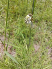 Trichopsidea