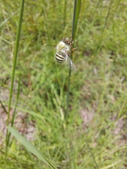 Trichopsidea
