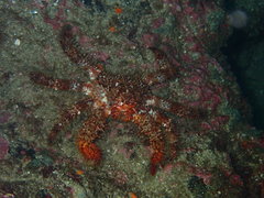 Acantholithodes hispidus