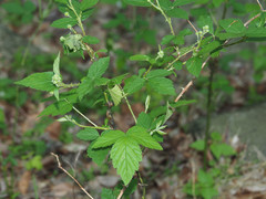 Neolasioptera nodulosa