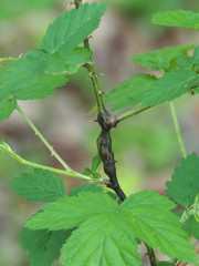 Neolasioptera nodulosa